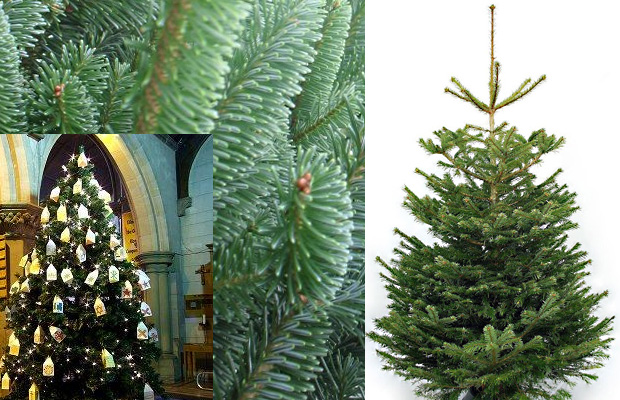 large display christmass trees for sale